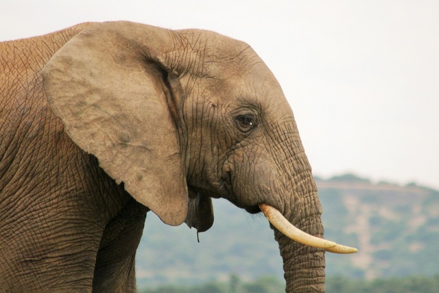 addo_elephant.jpg addo_elephant.jpg