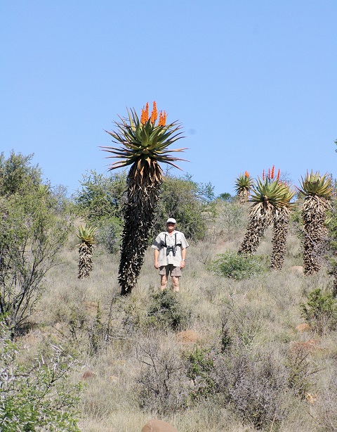 aloe_in_mountain.jpg aloe_in_mountain.jpg