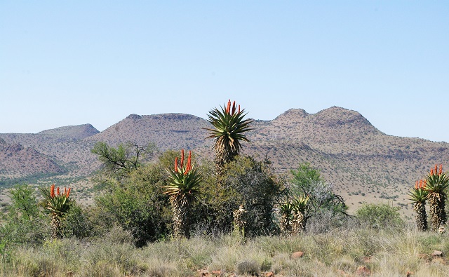 aloes.jpg aloes.jpg