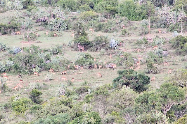 Barry Podesta Hunting Safaris game and terrain Barry Podesta Hunting Safaris game and terrain