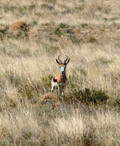 common_springbok_1.jpg common_springbok_1.jpg