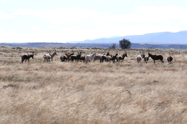herds_blesbuck.jpg herds_blesbuck.jpg