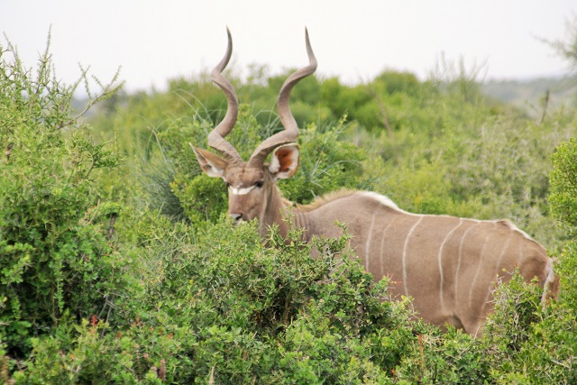 kudu_addo.jpg kudu_addo.jpg