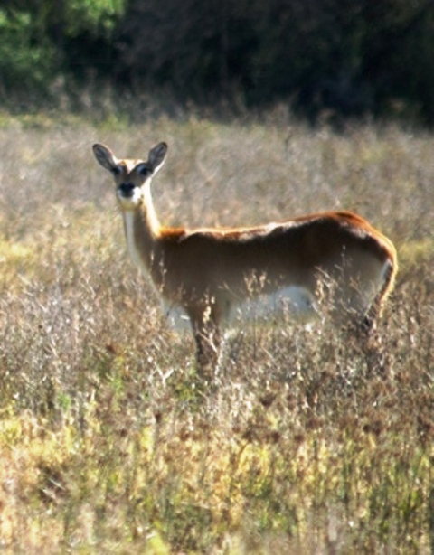 lechwe_female.jpg lechwe_female.jpg