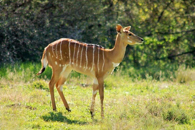 nyala_female_clifton.jpg nyala_female_clifton.jpg