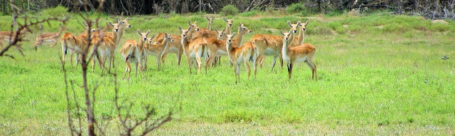 red_lechwe_female_herd.jpg red_lechwe_female_herd.jpg