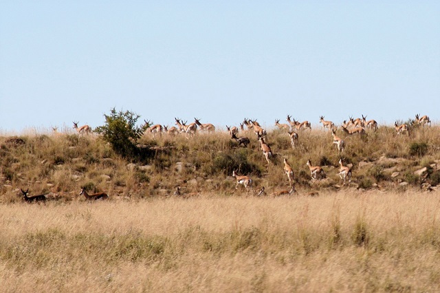 springbok_herd_running.jpg springbok_herd_running.jpg