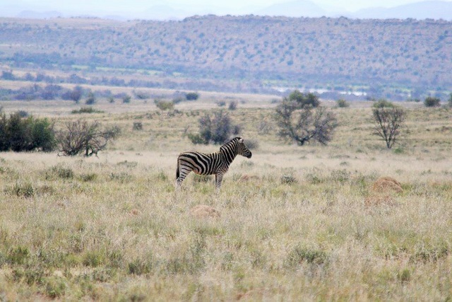 zebra_burchells_stallion.jpg zebra_burchells_stallion.jpg
