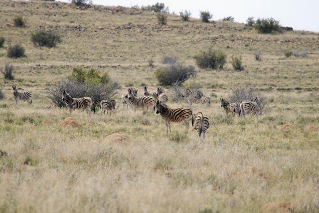 zebra_herd.jpg zebra_herd.jpg